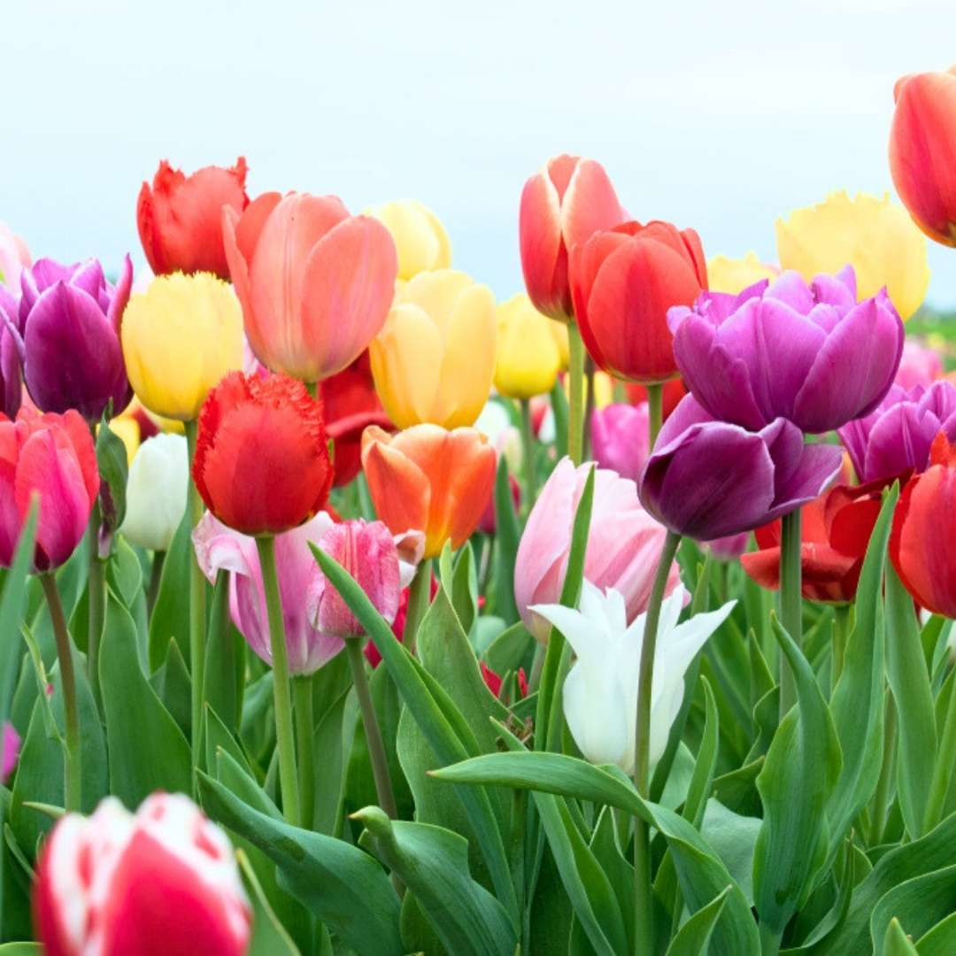 Tulip bulbs suitable for raised beds, borders, and containers.