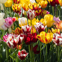 Tulip planting bulbs for colorful ornamental garden displays.