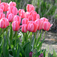 Pale Pink Tulip Blooms in Backyard Garden