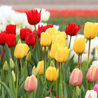 Tulip Petals Flower Seeds for Vibrant Blooms