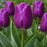 Purple Tulip Flower seeds for Planting Fragrant Blossoms Heirloom & GMO Free Seeds for Home Garden
