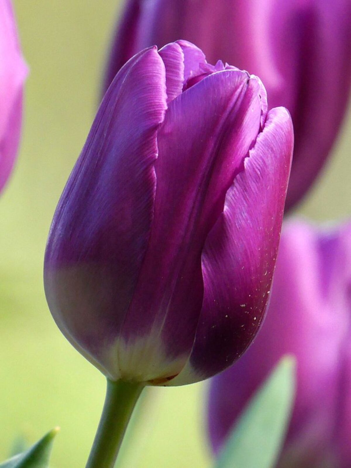 Lavender Tulip Flower seeds for Planting Seasonal Bloomer Heirloom & GMO Free Seeds for Home Garden 
 
 Sale