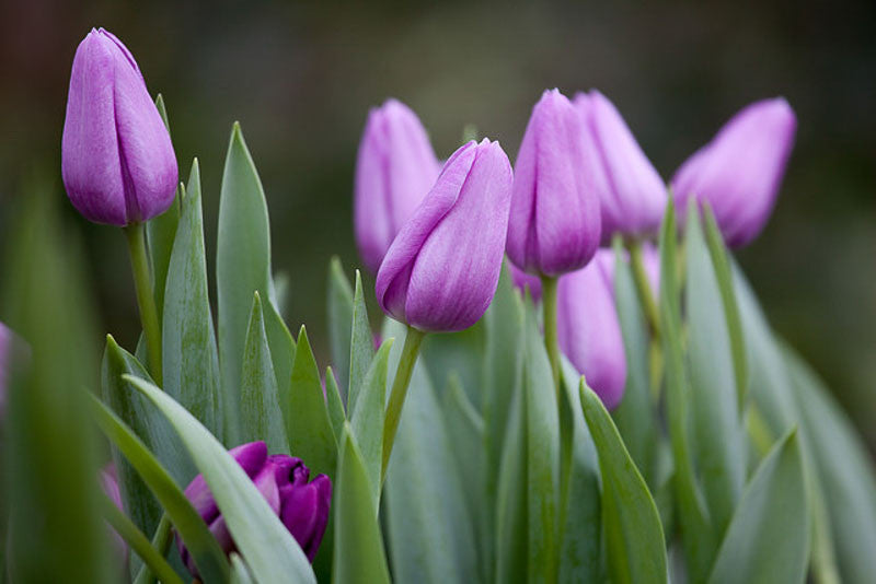 Violet Tulip Flower seeds for Planting - Compact Growth, Heirloom & GMO Free Seeds for Home Garden
