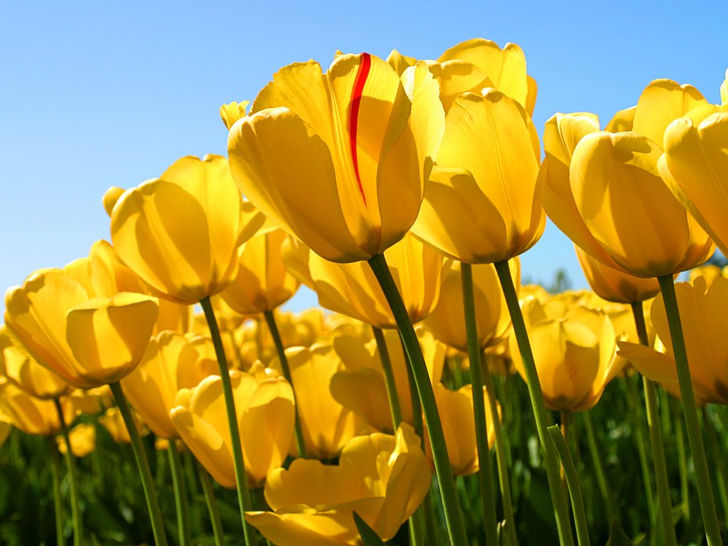 Yellow Tulip Flower Seeds for Garden Low Maintenance Heirloom & GMO Free Seeds for Home Garden
 
 Sale