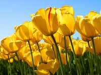 Yellow Tulip Flower Seeds for Garden Low Maintenance Heirloom & GMO Free Seeds for Home Garden
 
 Sale