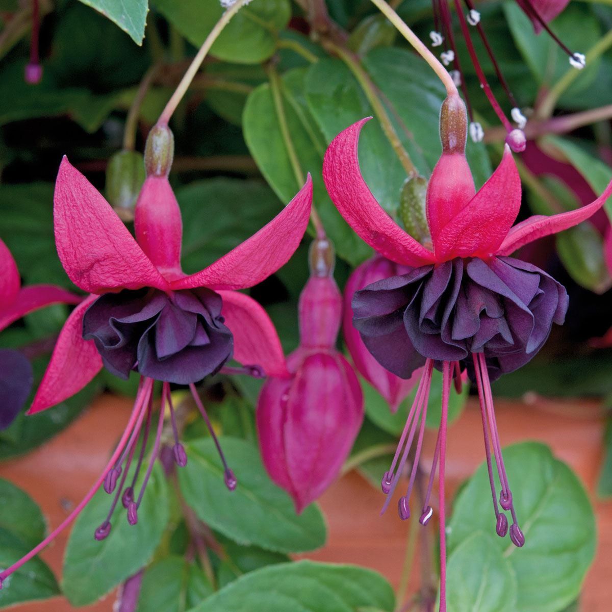 Black Green Fuchsia Flower seeds for Planting Cut Flower Favorite Heirloom & GMO Free Seeds for Home Garden