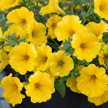 Deep Yellow Petunia Flower Seeds for Planting Heirloom NONGMO Easy to Grow Garden Seeds 
 
 Sale
