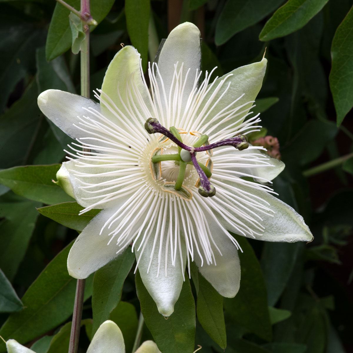 White Passiflora Biflora Flower Seeds for Planting  Seed for Elegant White Blooms in Gardens