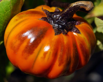 Turkish Orange Eggplant Seeds for Planting – Heirloom Non-GMO Orange Eggplant Vegetable Seeds