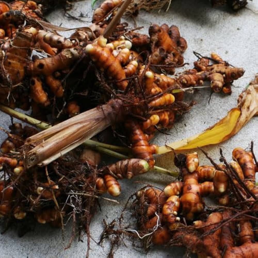 Turmeric garden plants thriving in an outdoor planting bed.