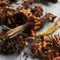 Turmeric garden plants thriving in an outdoor planting bed.