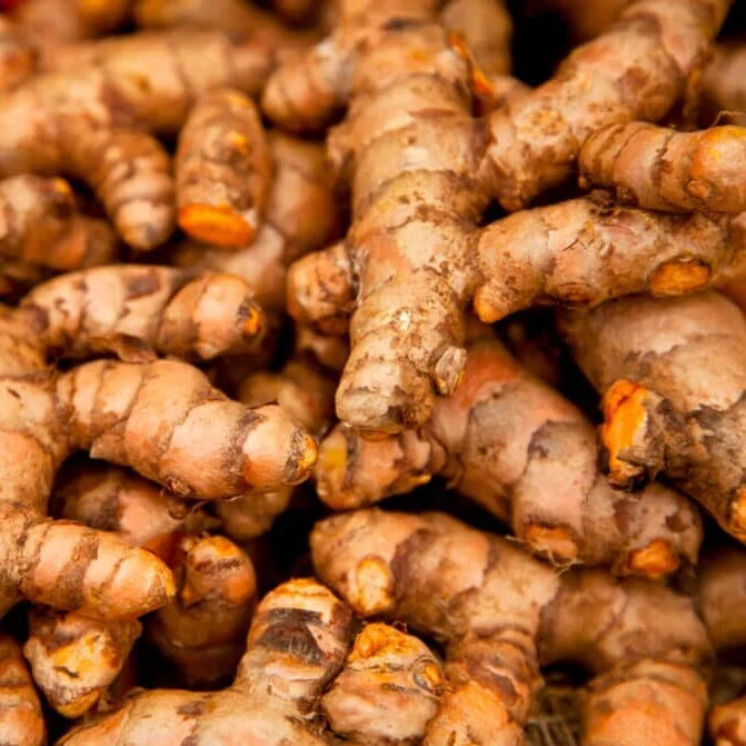 Turmeric rhizomes for planting in home gardens and containers.