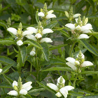 Turtlehead Chelone Glabra Native Wildflower Seeds