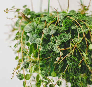 Mixed Turtle Plant Leaves Seeds for Planting - Fragrant Blossoms, Heirloom & GMO Free Seeds for Home Garden