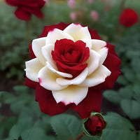 Twin Red and White Rose flower seeds suitable for home gardens and containers.