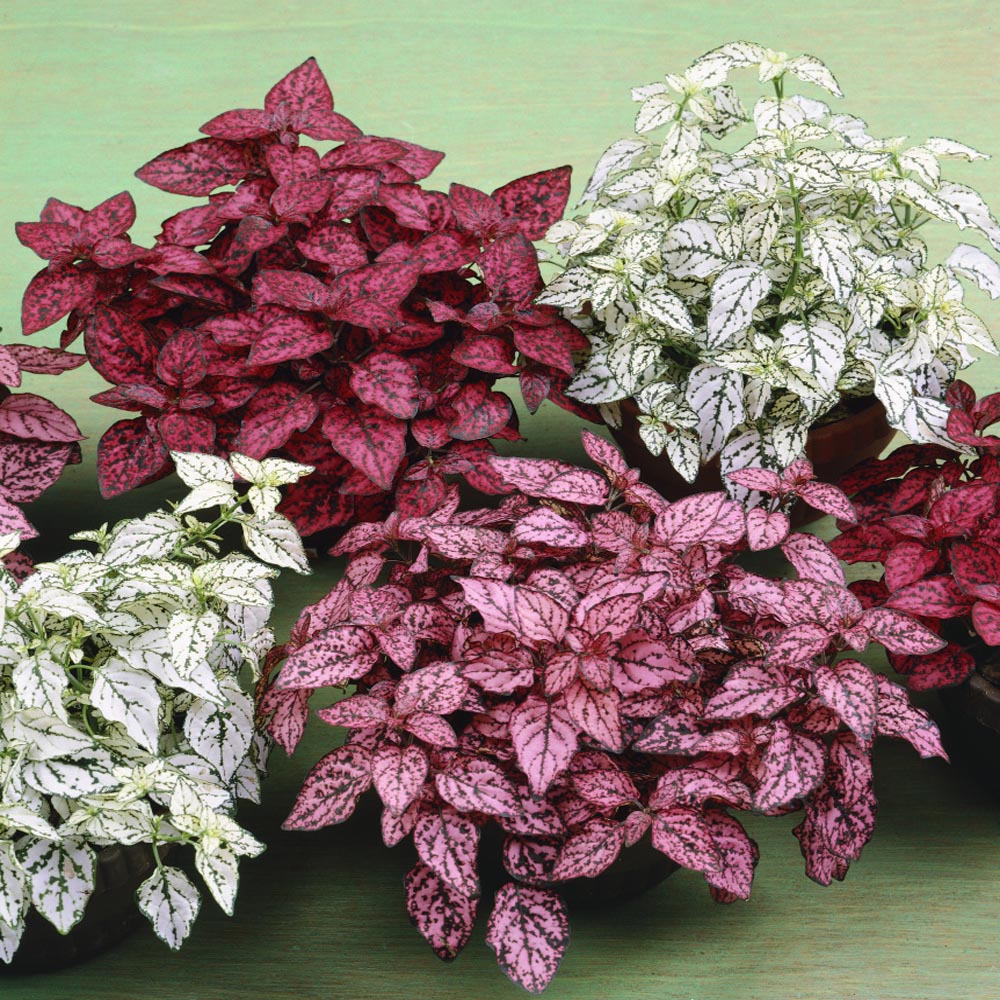 Red Hypoestes Flower seeds for Planting Hardy Variety Heirloom & GMO Free Seeds for Home Garden 
 
 Sale