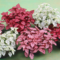 Red Hypoestes Flower seeds for Planting Hardy Variety Heirloom & GMO Free Seeds for Home Garden 
 
 Sale