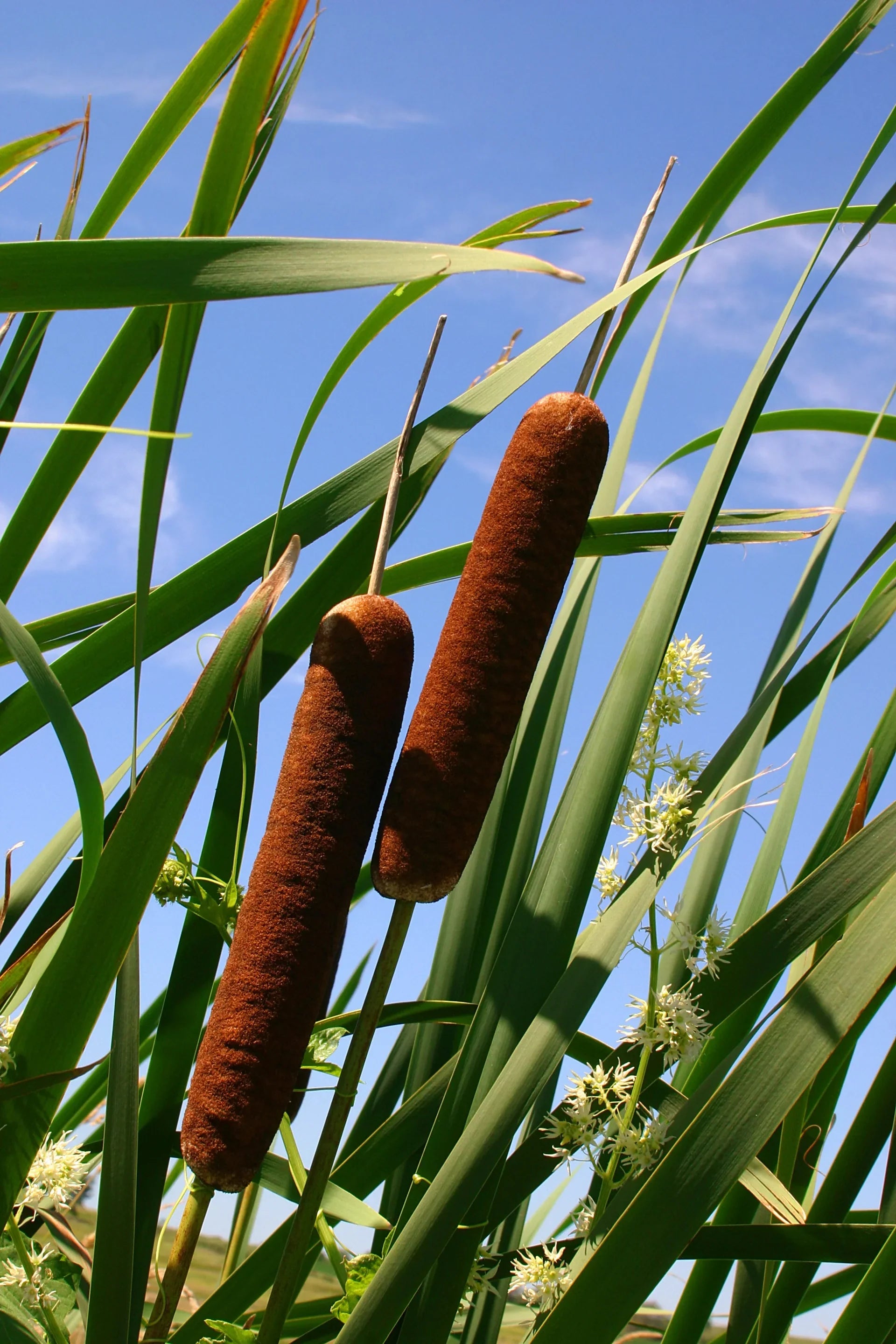 Typha latifolia aquatic plant seeds suitable for wetland landscapes.