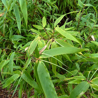 Umbrella Bamboo seeds for growing lush ornamental bamboo in outdoor gardens.