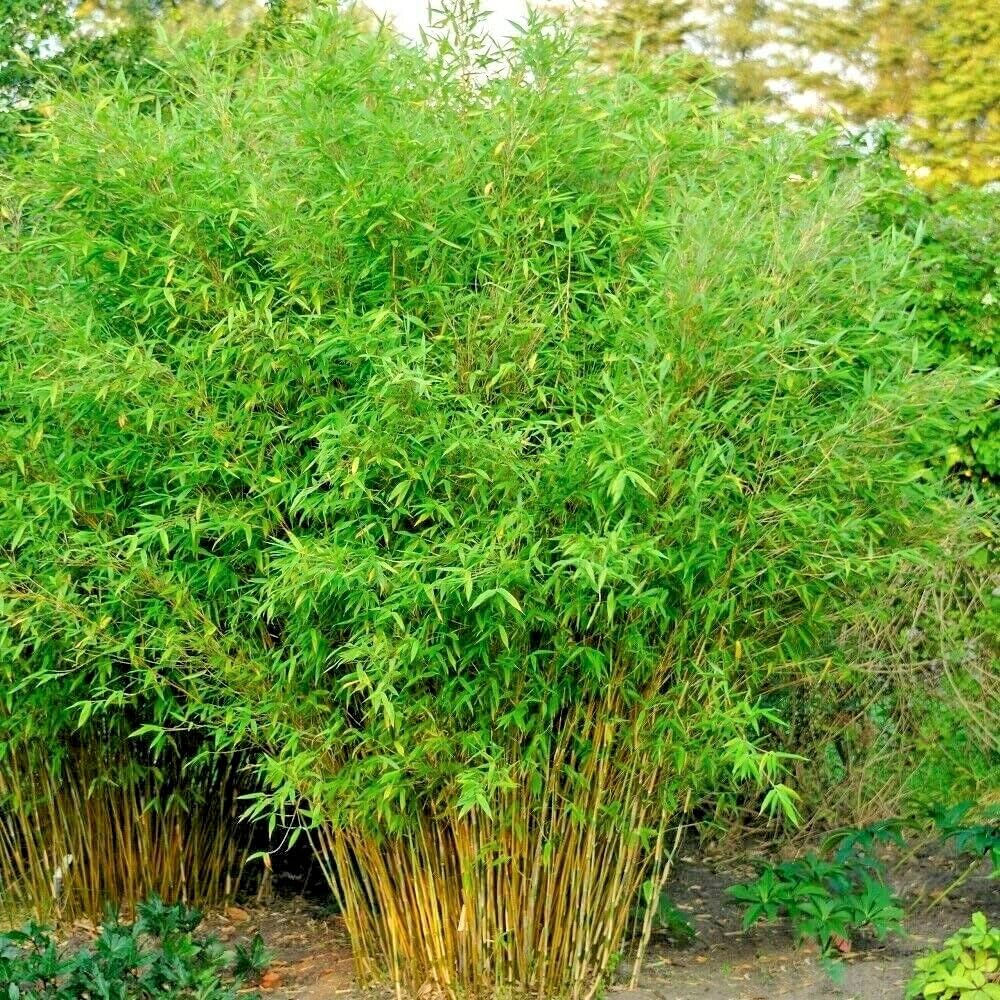 Umbrella Bamboo seeds for planting in home gardens and landscape borders.