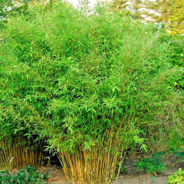 Umbrella Bamboo seeds for planting in home gardens and landscape borders.