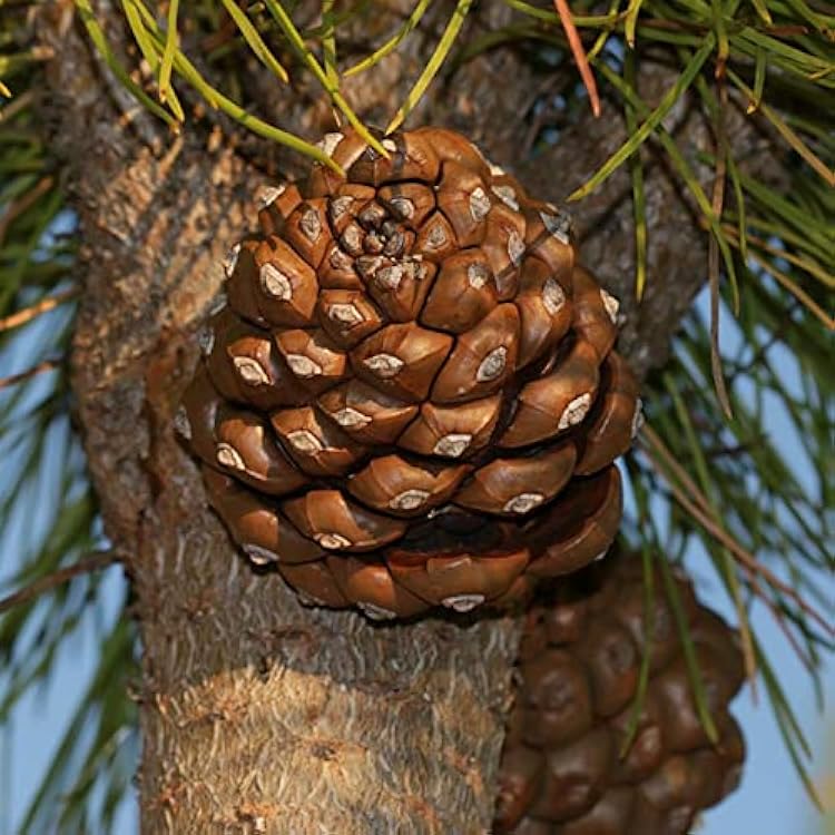 Evergreen Pinus pinea growing in a sunny outdoor garden