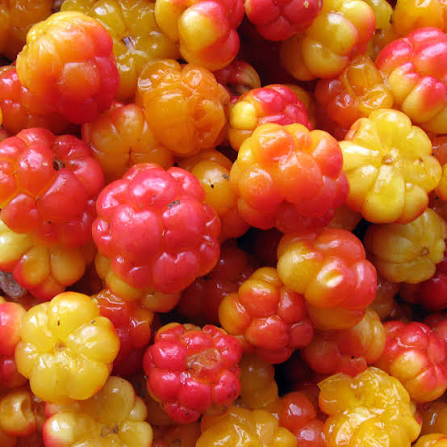 Cloudberry garden plants adding beauty to a berry garden.