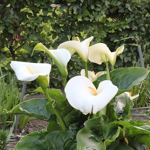 White Calla Lily Flower seeds for Planting - Colorful Display, Heirloom & GMO Free Seeds for Home Garden