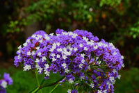 Statice Purple Anziehung Seeds for Stunning Purple Statice Flowers