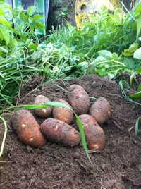 Norkotah Potato Seeds for Planting – Heirloom Non-GMO Russet-Type Potato Vegetable Seeds