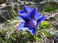 Erinus Flower seeds for Planting - Wildflower Mix, Heirloom & GMO Free Seeds for Home Garden