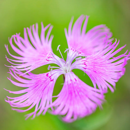 Dianthus Superbus Flower seeds for Planting - Long Bloom Season, Heirloom & GMO Free Seeds for Home Garden