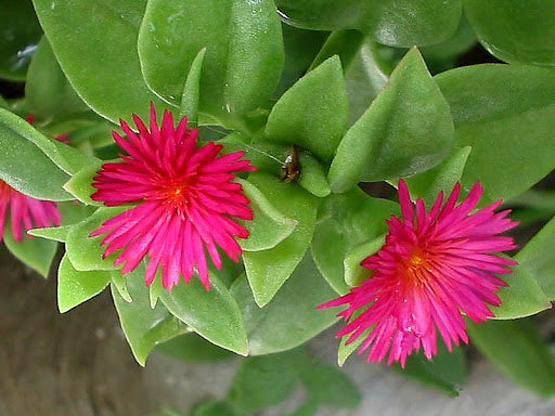 Aptenia Cordifolia Flower seeds for Planting - Wildflower Mix, Heirloom & GMO Free Seeds for Home Garden