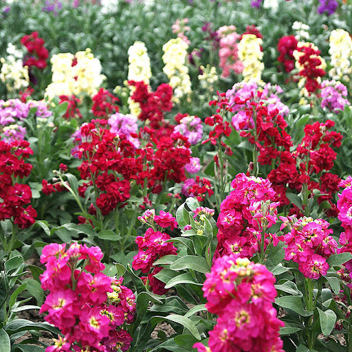 Imperial Blend Matthiola Stock Flower Seeds