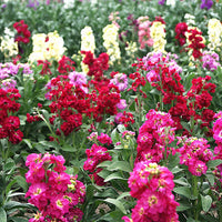 Imperial Blend Matthiola Stock Flower Seeds