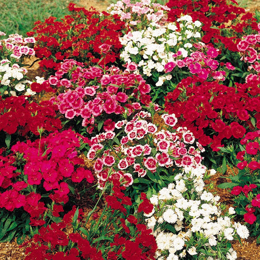 French Dianthus Annual Frills Seeds for Planting flower bed