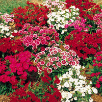 French Dianthus Annual Frills Seeds for Planting flower bed