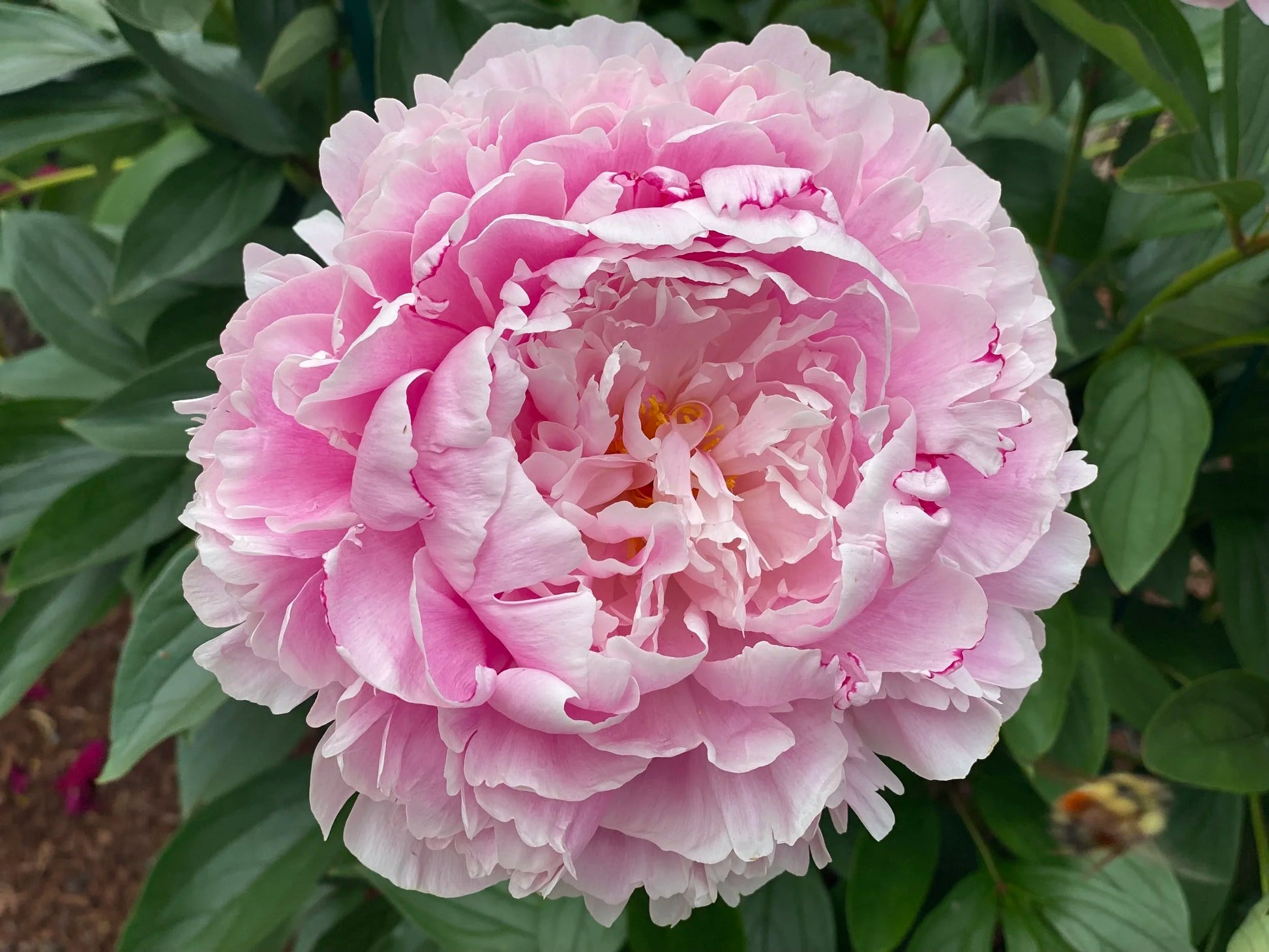 Peony Paeonia officinalis Seeds for Planting in Flower Bed and Urban Garden