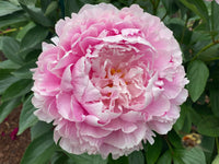 Peony Paeonia officinalis Seeds for Planting in Flower Bed and Urban Garden