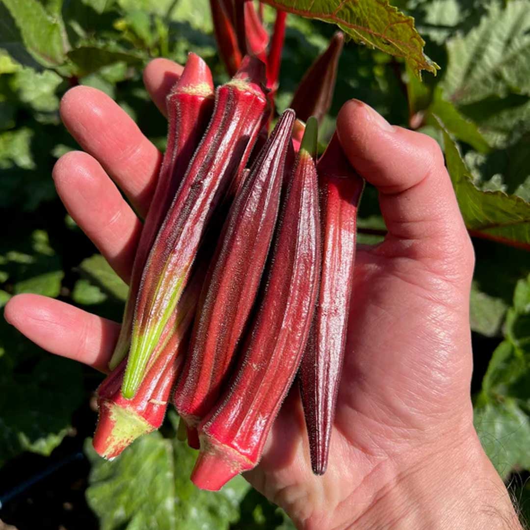 Burgundy Red Okra Seeds (Lady's Finger) | Heirloom Vegetable for Planting