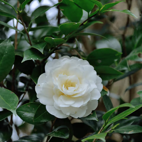 White Camellia Flower Seeds for Planting Perfect for Borders Heirloom & GMO Free Seeds for Home Garden
 
 Sale