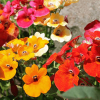 Mixed Nemesia Flower seeds for Planting Garden Favorite Heirloom & GMO Free Seeds for Home Garden 
 
 Sale