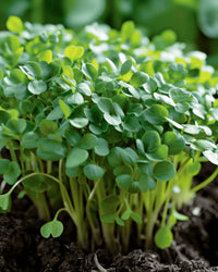 Barbarea Verna Upland Cress Growing in Garden