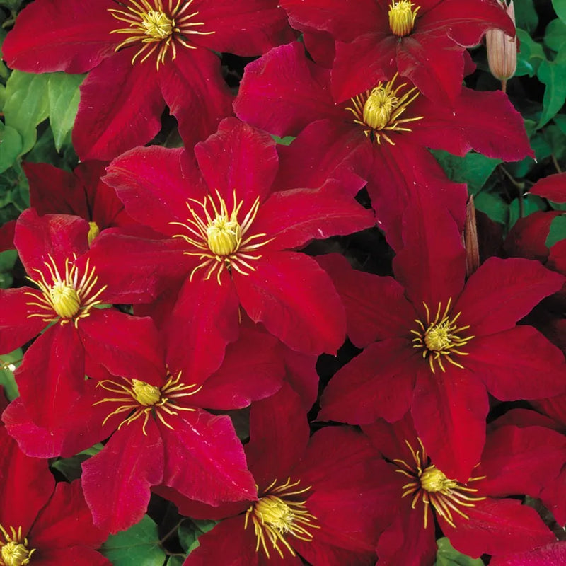 Clematis Red Flower Planting Seeds  Brighten Your Garden