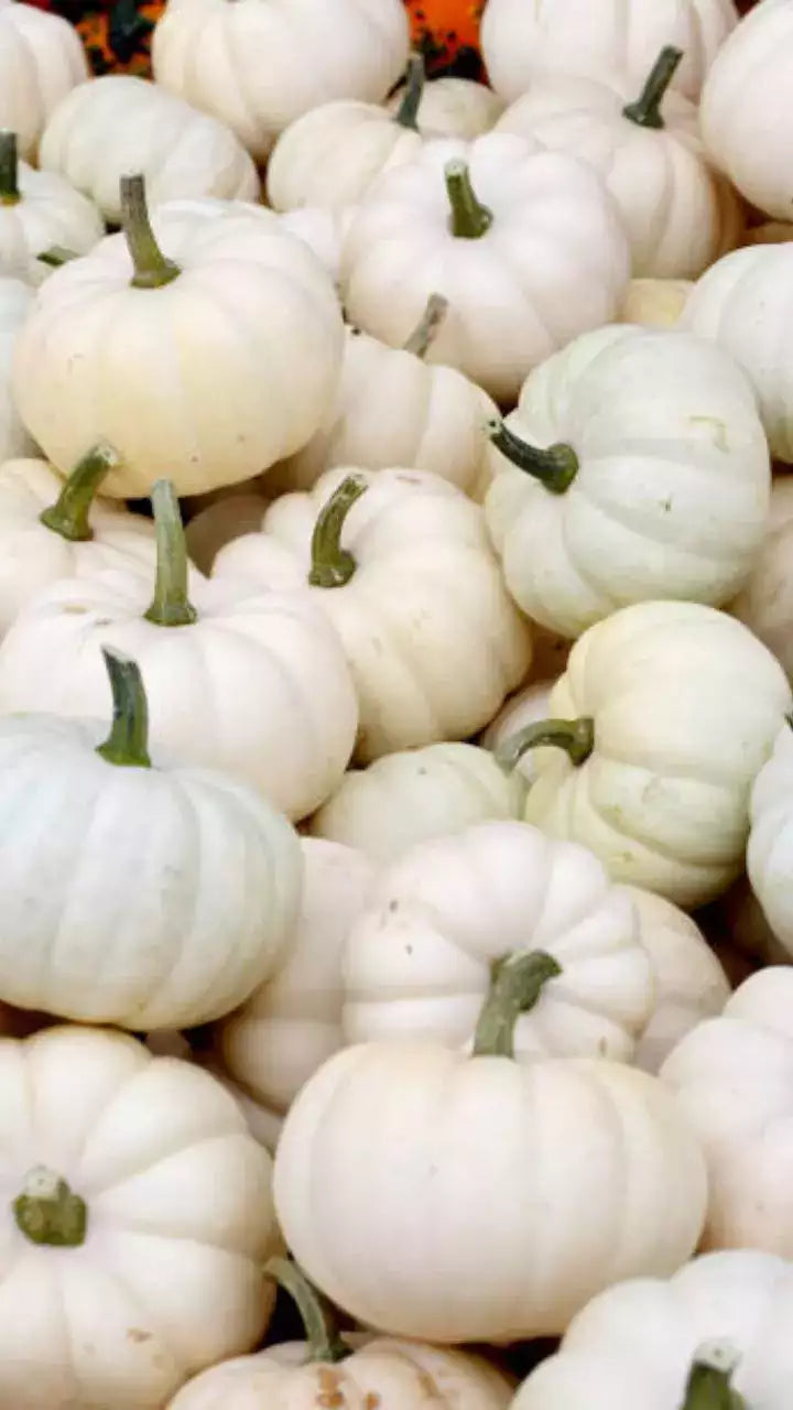 Valencia White Pumpkin seeds non GMO for planting
