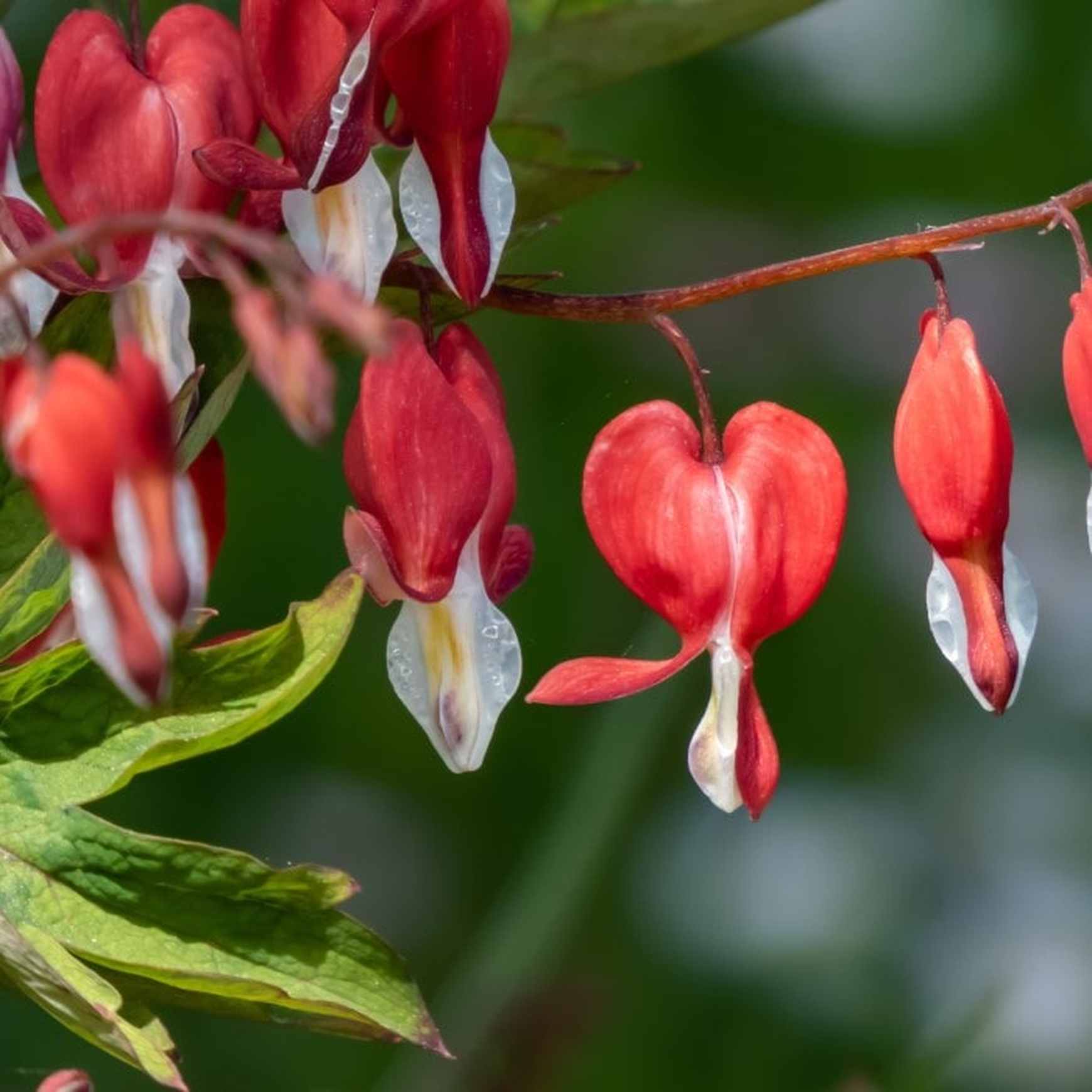 Valentine Red Bleeding Heart flowers blooming in a woodland garden.