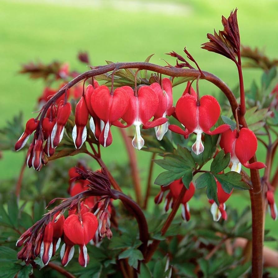 Valentine Red Bleeding Heart roots for shade garden planting.