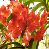 Light Red Orchid Phalaenopsis Seeds for Planting Cut Flower Favorite Heirloom & GMO Free Seeds for Home Garden
 
 Sale