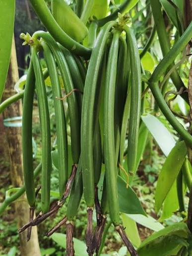 Vanilla Bean climbing vine growing on a garden support