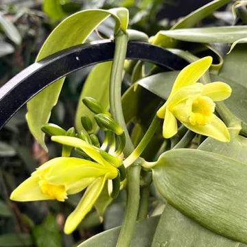 Vanilla Orchid Planifolia seeds for planting in indoor gardens and greenhouses.